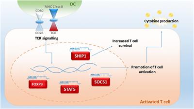 B-Cell-Based and Soluble Biomarkers in Body Liquids for Predicting Acute/Chronic Graft-versus-Host Disease after Allogeneic Hematopoietic Stem Cell Transplantation